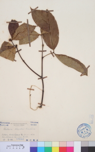 Specimen thumbnail